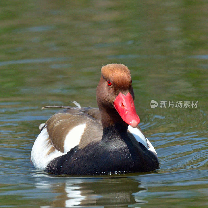 红头潜鸭(Netta Rufina)